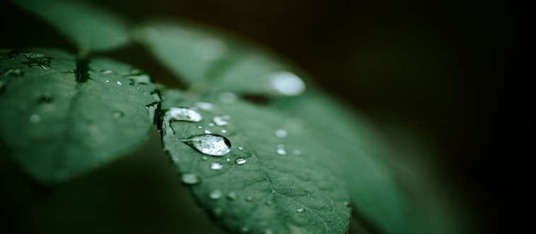 You’re waking up totally parched! What's the most VIP water source?