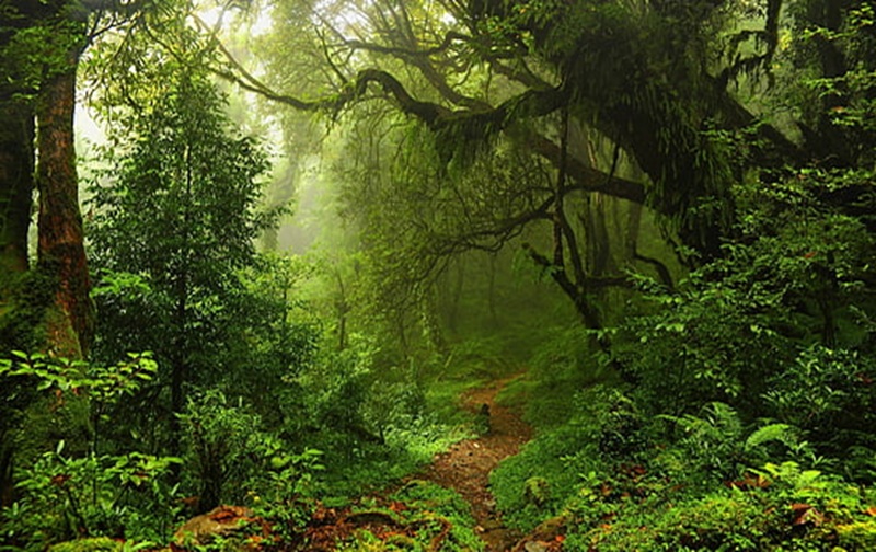 Only 3% of People Claim They'd Survive This Jungle Predator Scenario!