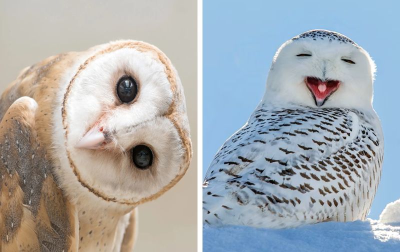 Most People Only Name 31/40 Birds. You'll Need 38+ To Join The 2% Of Ornithology Geniuses.